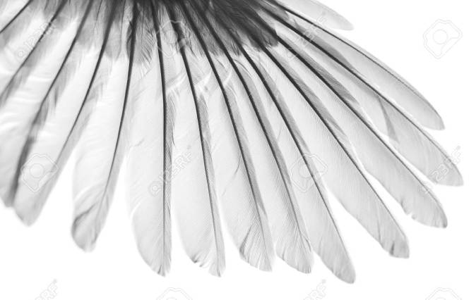 beauty in nature, bird wing on white